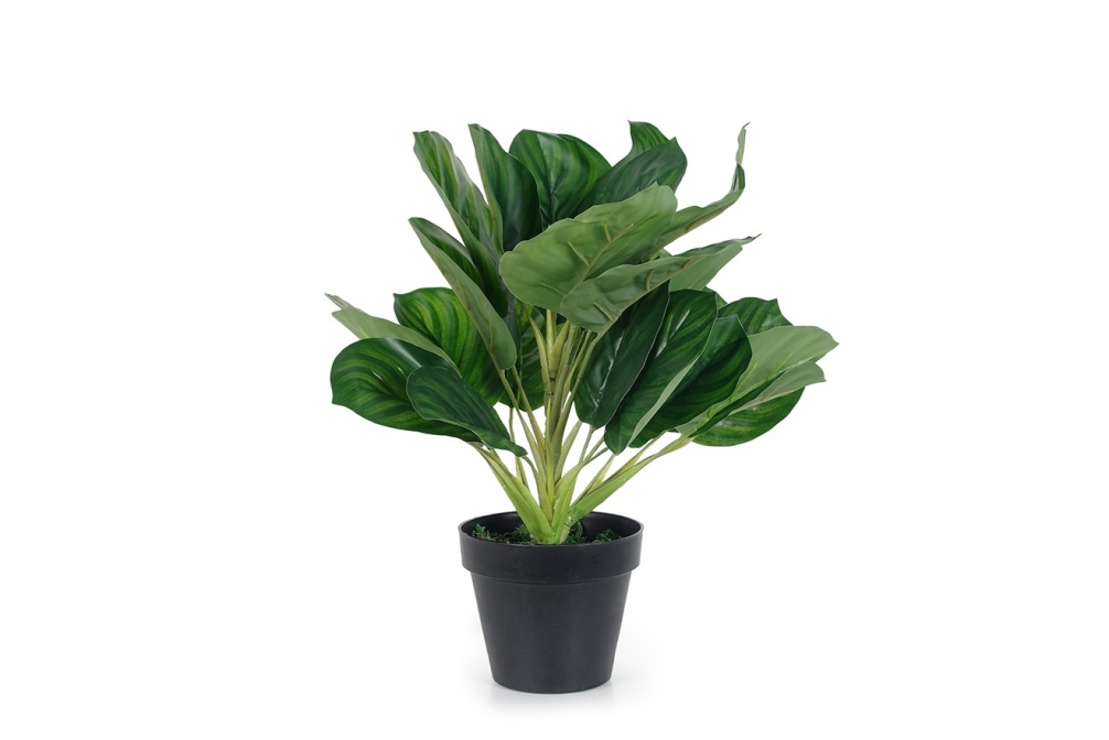 FC AR PLT CALATHEA V Dfj G