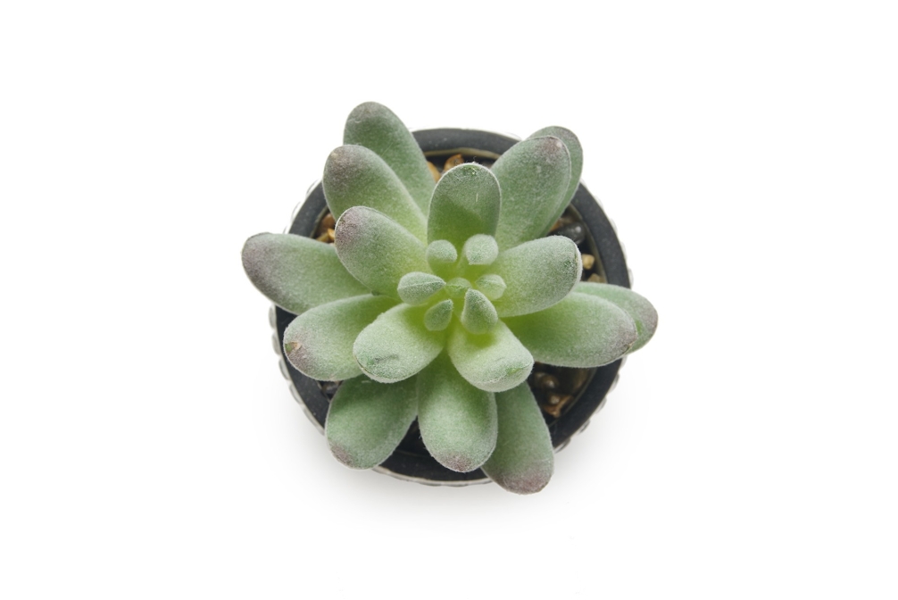 FC Mini Hookeri Succulent Faux Plant