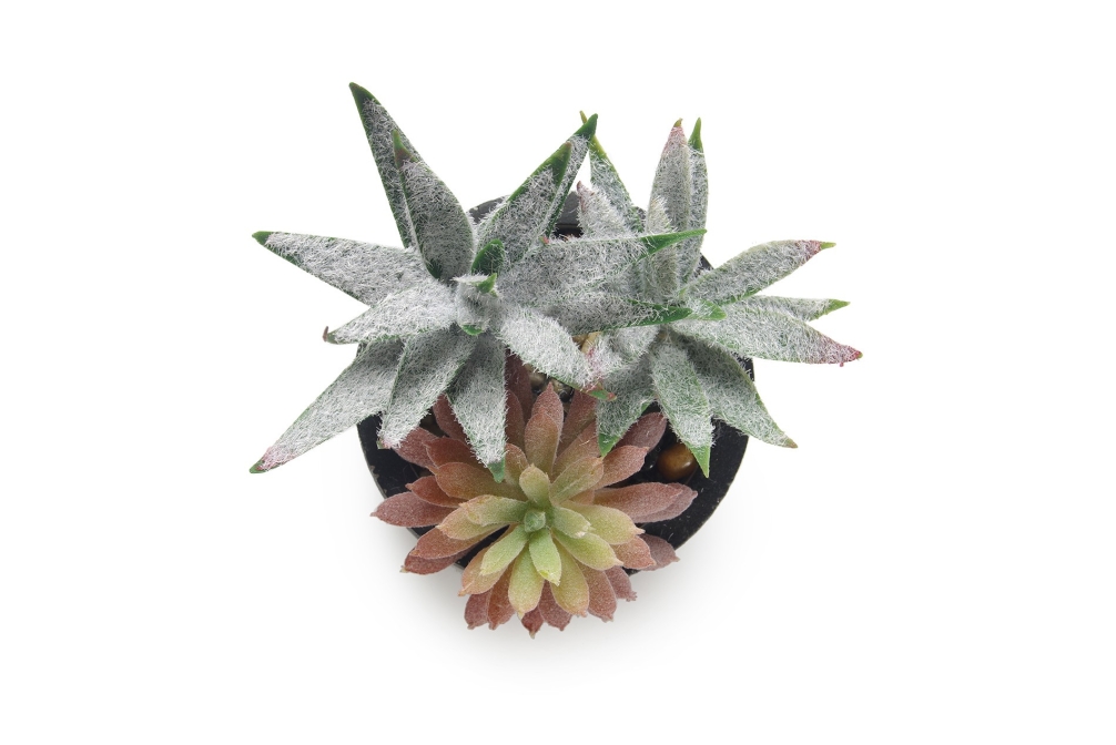 FC Sonaran Garden Fuzzy Haworthia Faux Plant