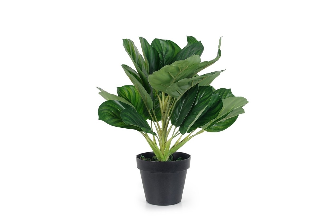 FC AR PLT CALATHEA V Dfj G