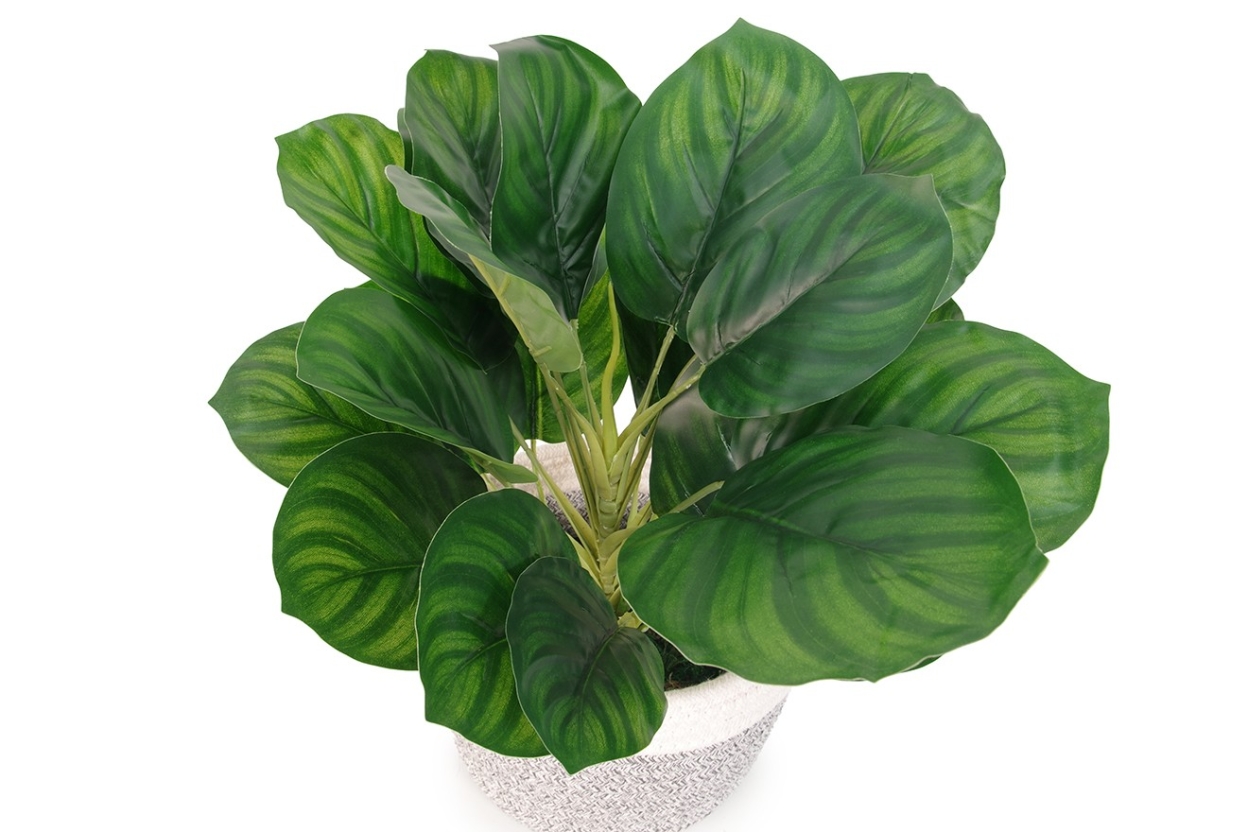 FC AR PLT CALATHEA V