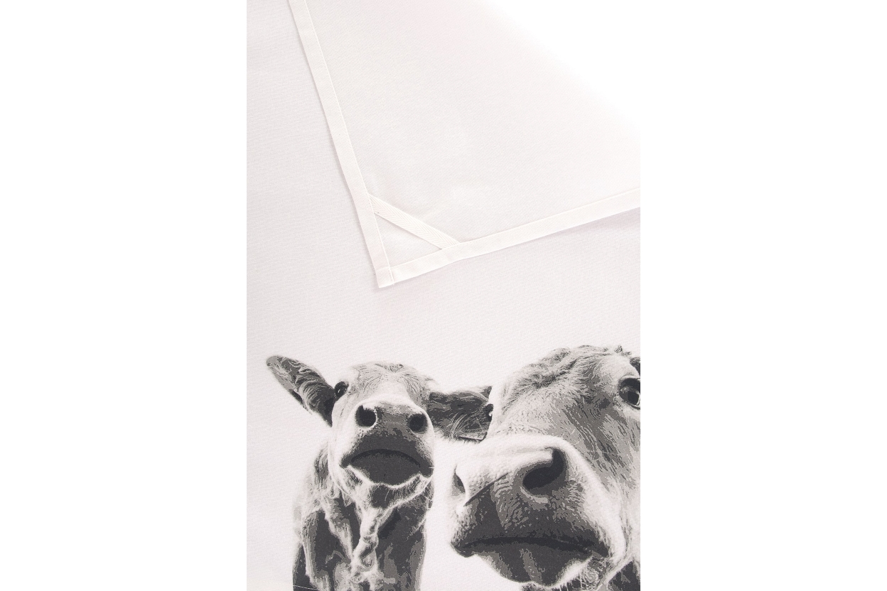 FC Cows Tea Towel