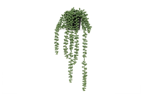 FC Trailing String Of Pearls