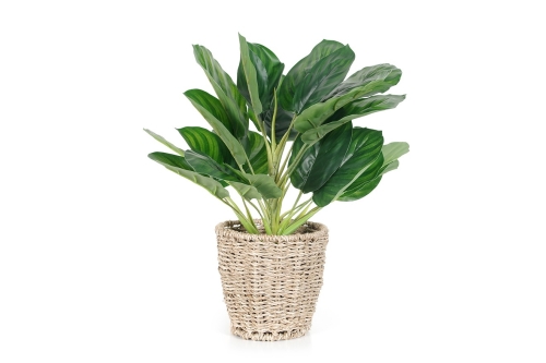 FC AR PLT CALATHEA V