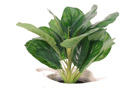 FC AR PLT CALATHEA V